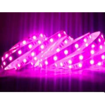 660nm Rose Color LED Strip Light 5050 60LED / M